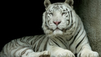 Bílý tygr Paris